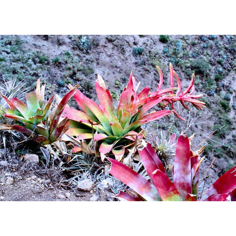 Tillandsia rauhii|Bare Root|Bare Root (VIPP)