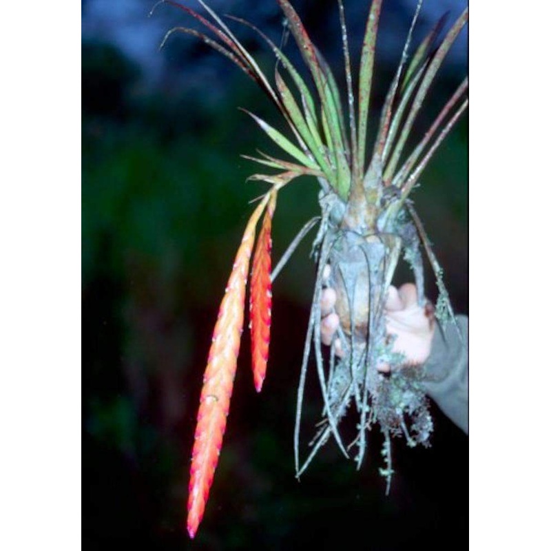 Tillandsia rhodosticta|Bare Root|Bare Root (VIPP)