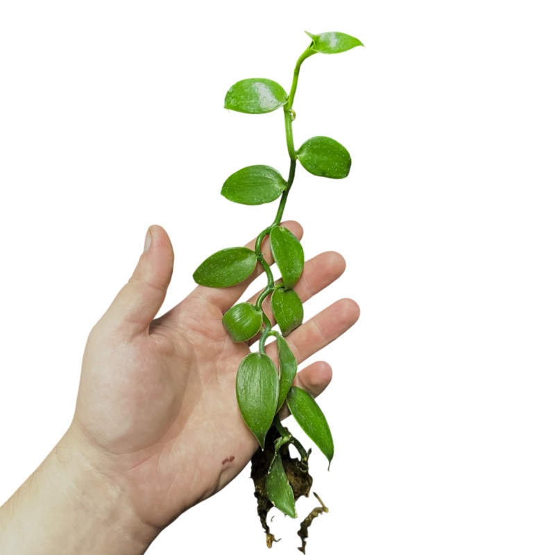Vanilla planifolia|3-6 leaf cutting|Small Rooted Plug (3-4+ Leaves)|Rooted with 6+ leaves