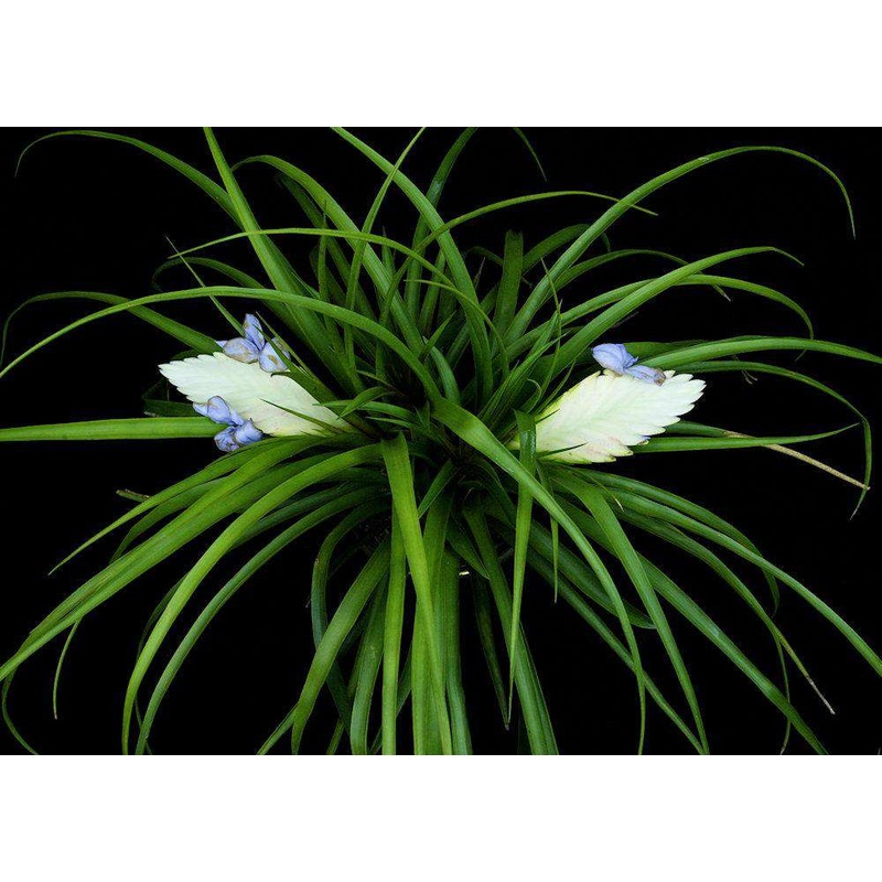 Wallisia pretiosa (formerly Tillandsia)