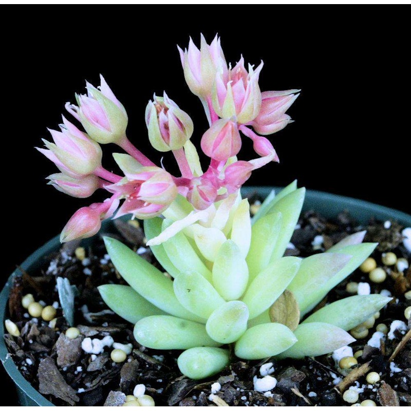 x Sedeveria ‘Harry Butterfield’