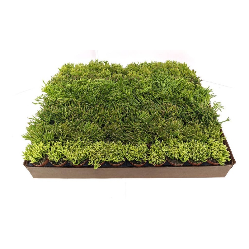 2 Rhipsalis Assortment  Variety Pack of Jungle Cactus