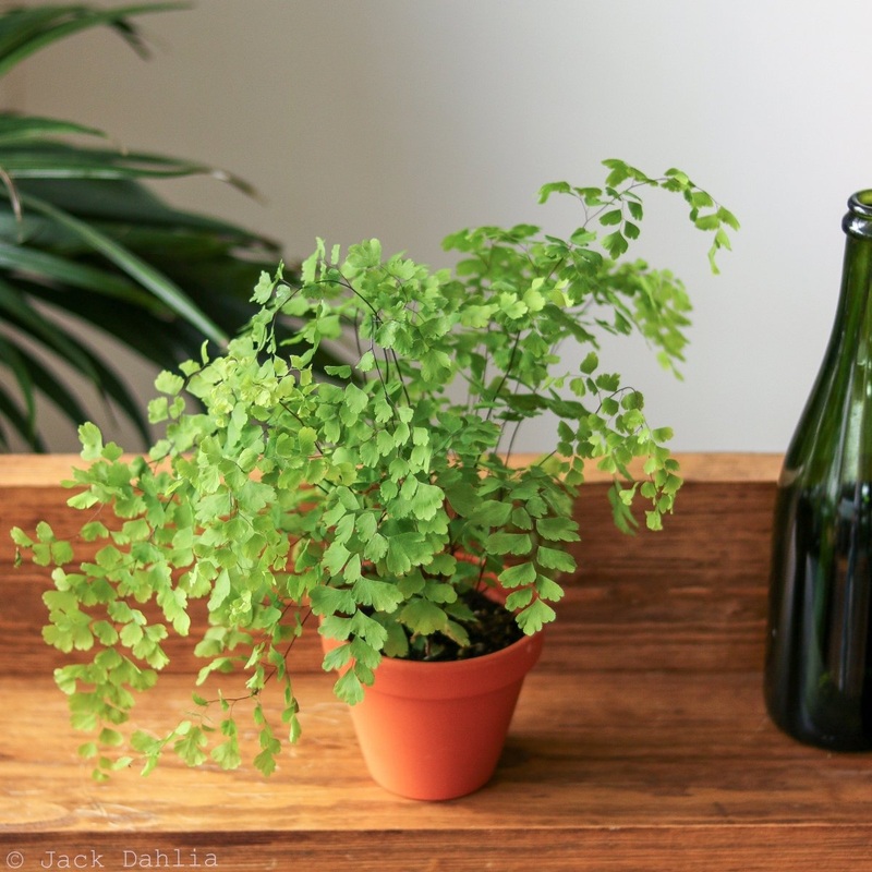 Adiantum Raddianum – Elegant Maidenhair Fern