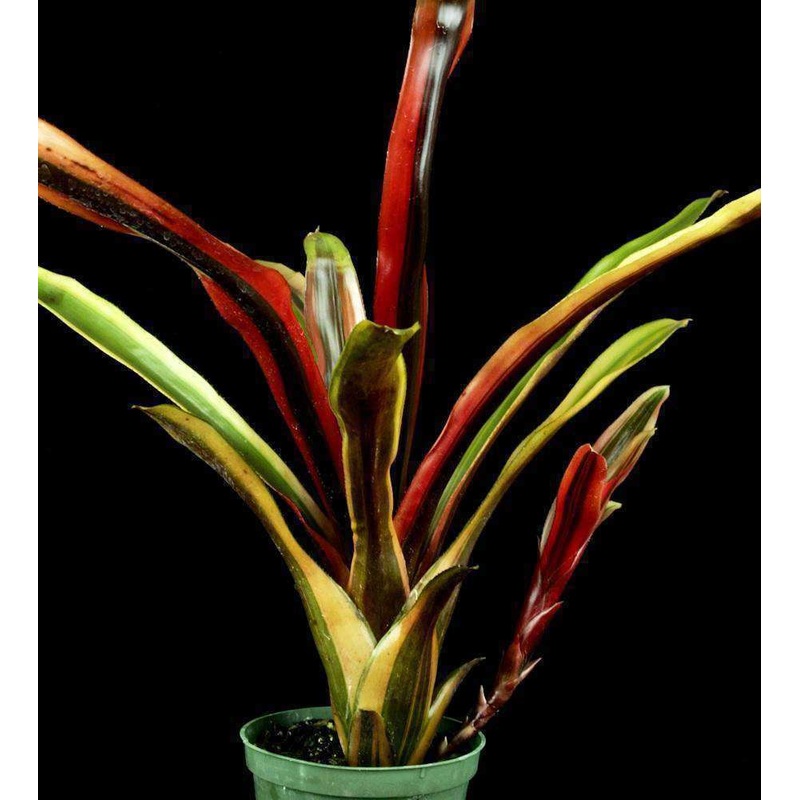 Aechmea ‘Foster’s Favorite Favorite’