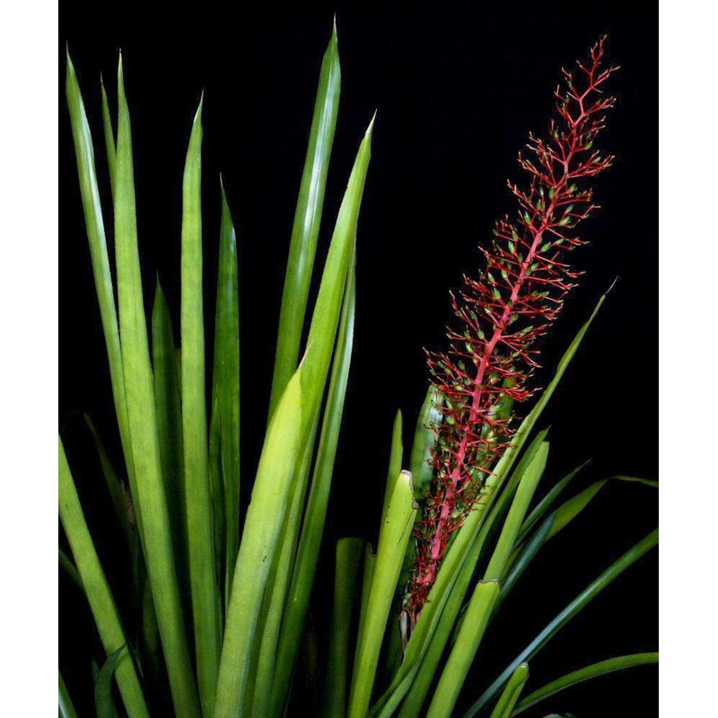 Aechmea ‘Margarita’|Offset