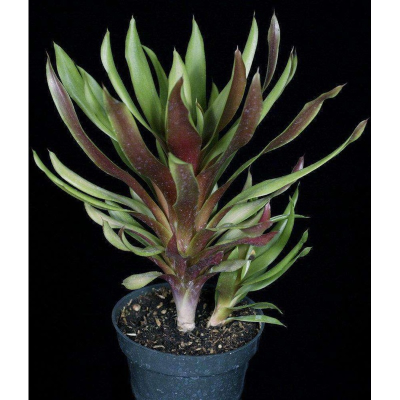 Aechmea ‘Stalker’|Offset|4-inch Pot|4.5-inch Pot