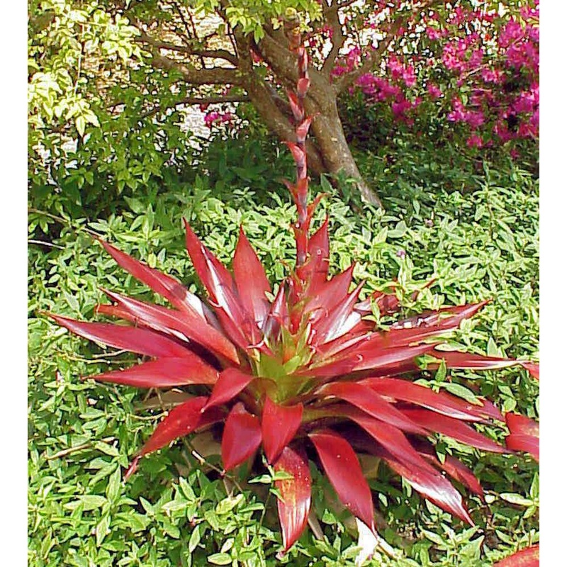Alcantarea vinicolor|9-inch Pot|9-inch Pot (WHOLESALEX)