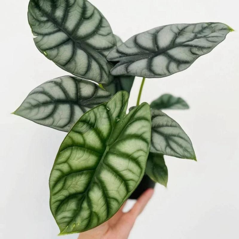 Alocasia baginda ‘Dragon’s Scale’ – Dragon’s Scale Alocasia 4.5 Inch