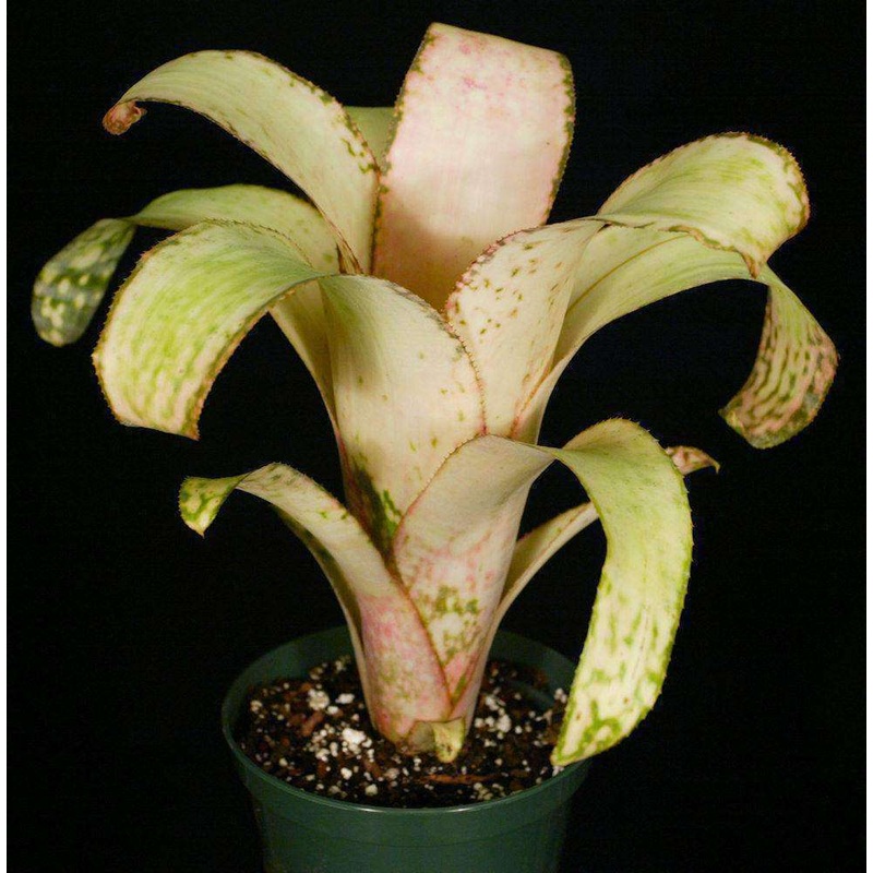 Billbergia ‘Strawberry Cream’|Offset