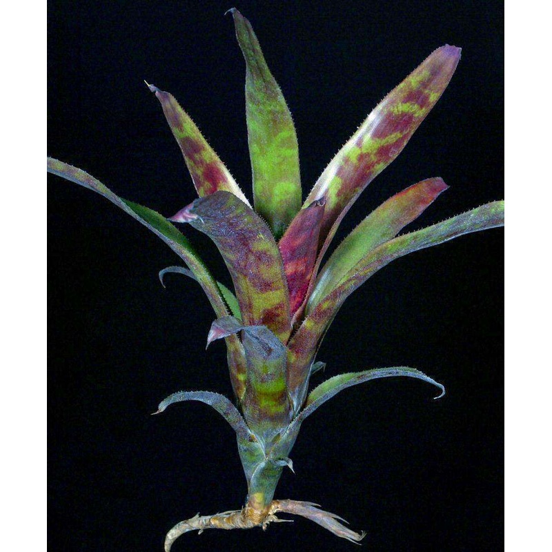 Canistrum seidelianum ‘Dark Form’