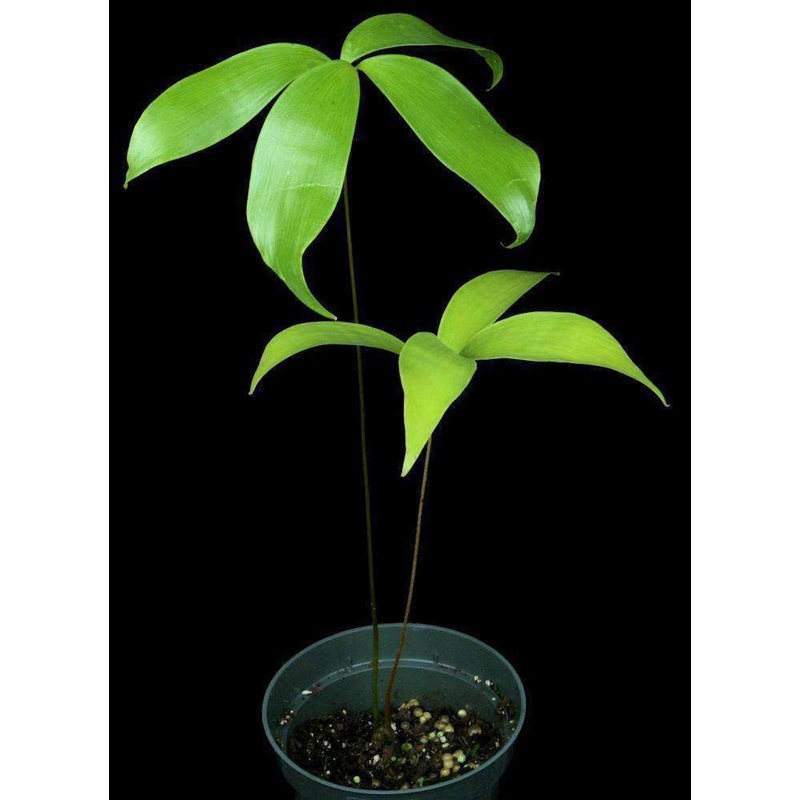 Ceratozamia hildae|Bare Root Seedling|6-inch Pot