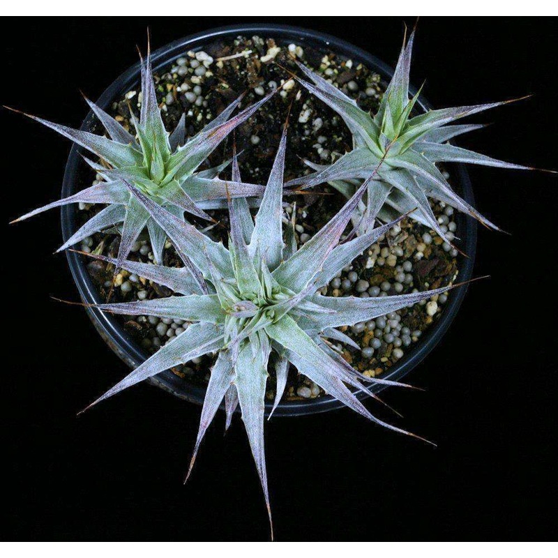 Deuterocohnia species N.W. Argentina