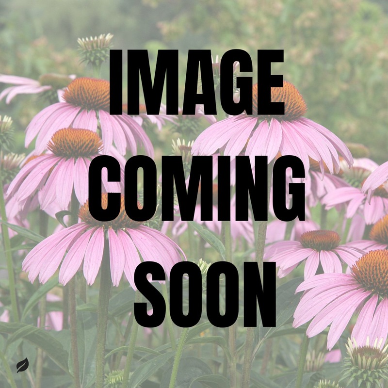 Echinacea purpurea – Purple Coneflower
