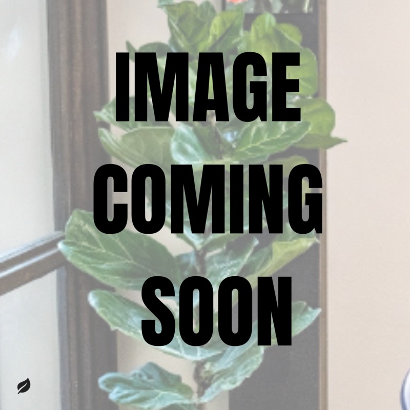 Epipremnum aureum – High Color Golden Pothos