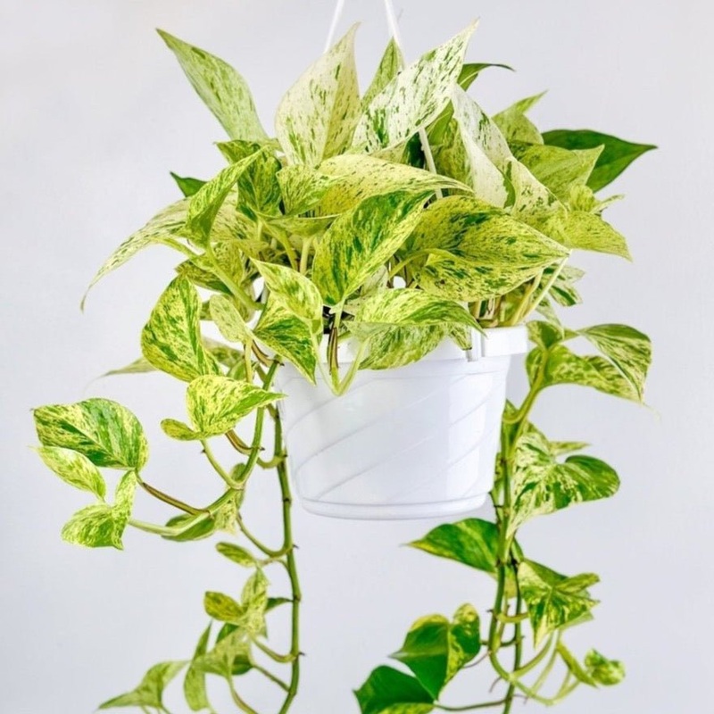 Epipremnum Aureum – Snow Queen Pothos Hanging Basket