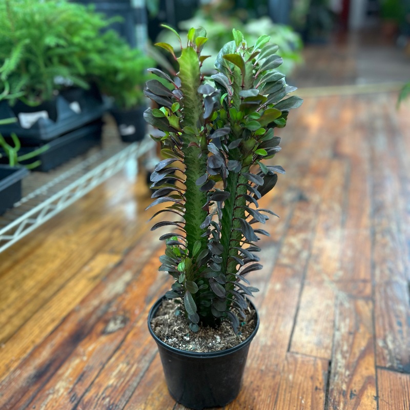 Euphorbia trigonia – African Milk Tree – Various Sizes