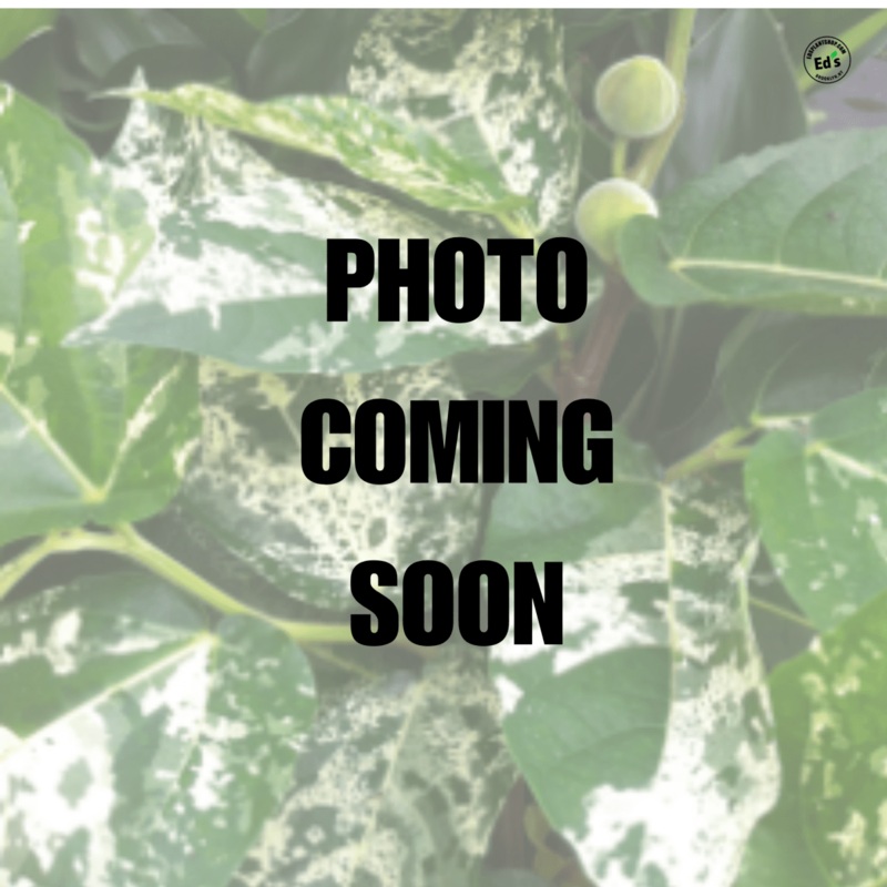 Ficus aspera – Variegated Clown Fig
