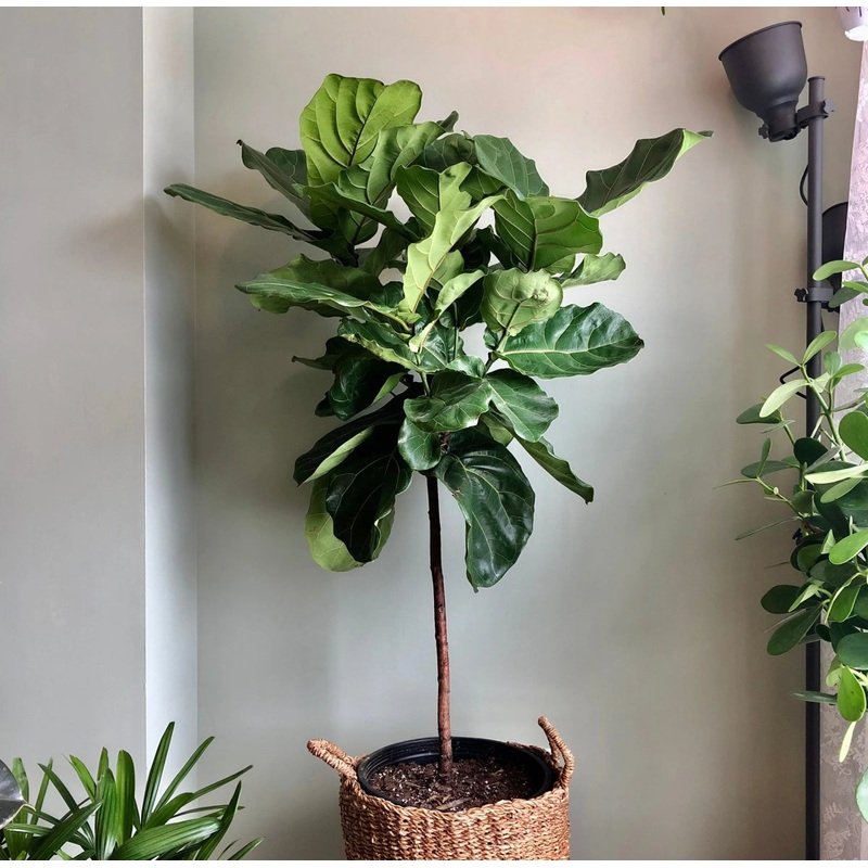 Ficus Lyrata ‘Fiddle Leaf Fig’ – Large Floor Plant