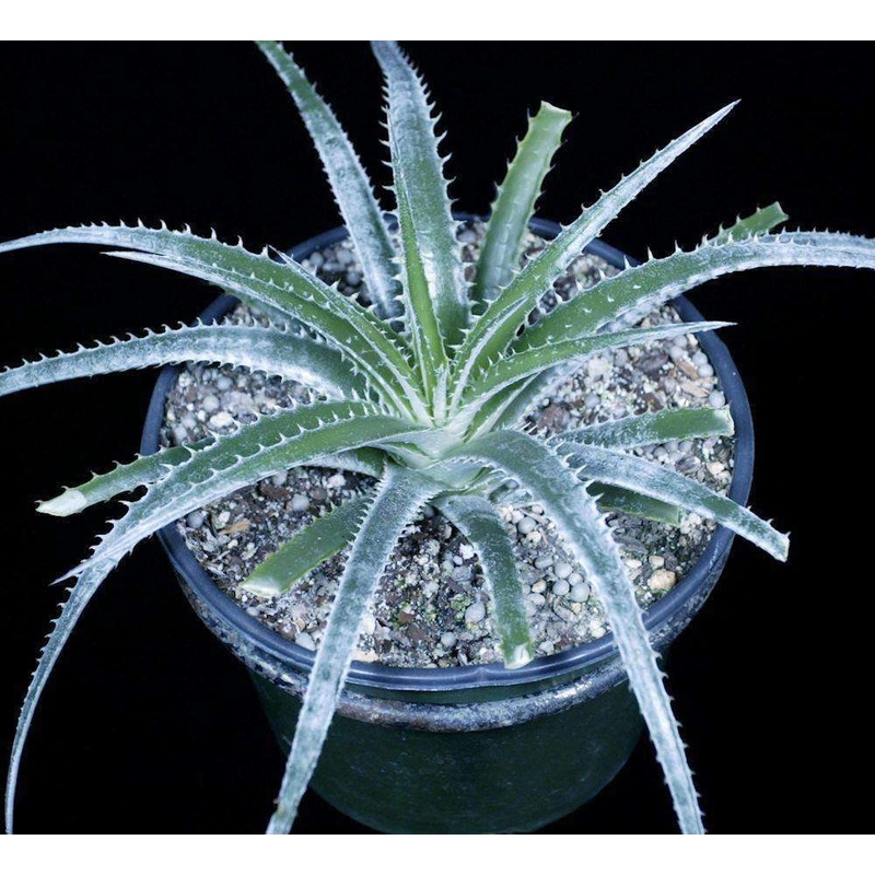 Hechtia cf. argentea|Offset|8-inch Pot