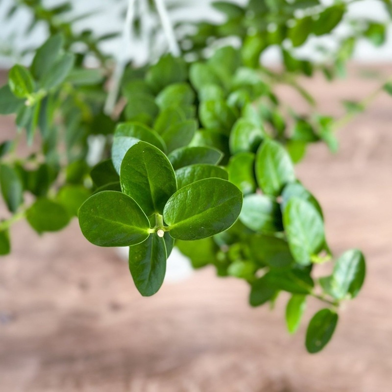 Hoya cumingiana – Small Leaf Hoya Wax Vine