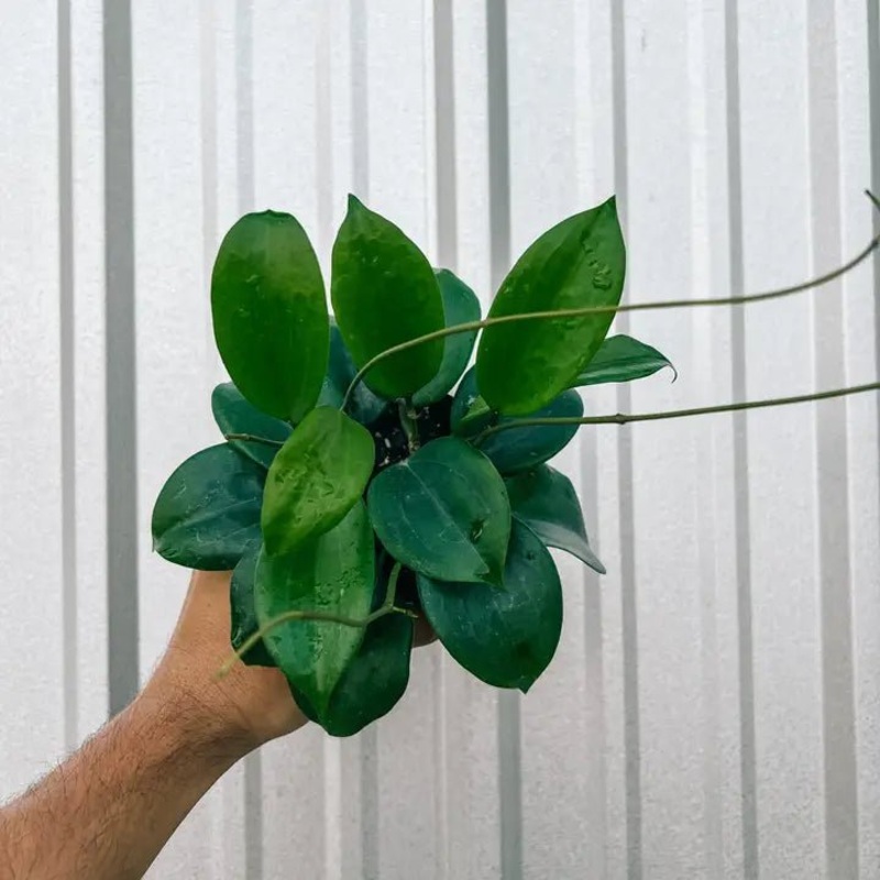 Hoya’Quinquenervia’ – Star of Madura