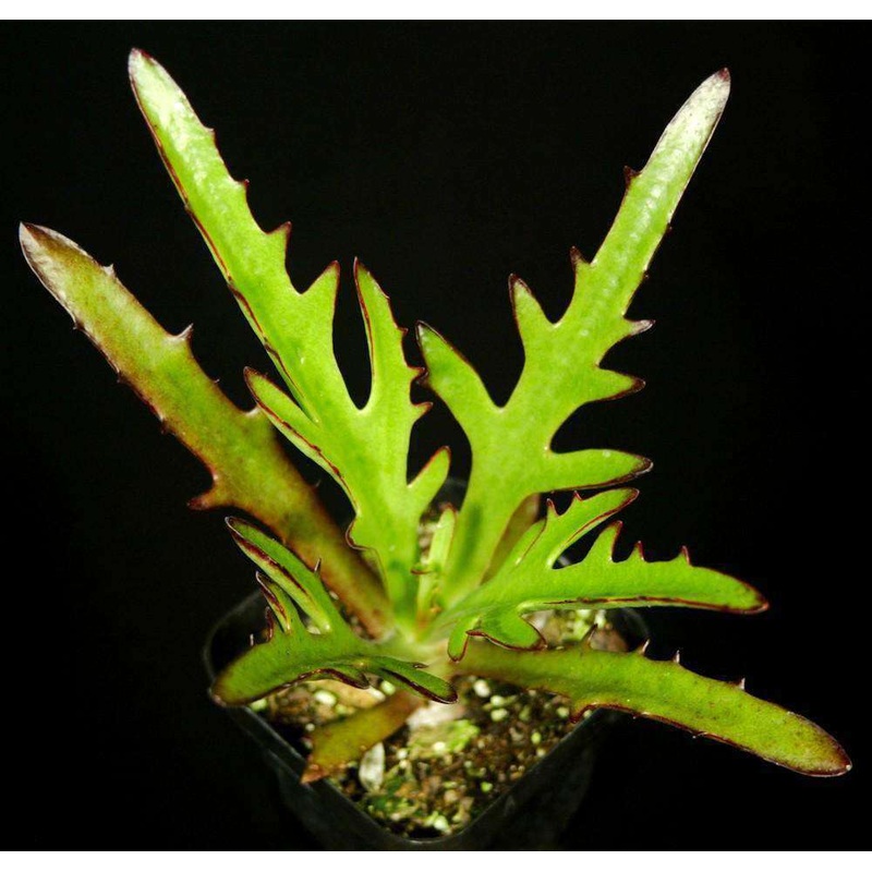 Kalanchoe synsepala v. dissecta