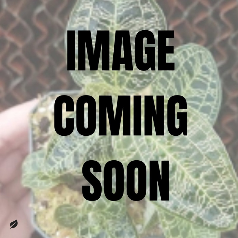 Macodes Petola – Green Jewel Orchid