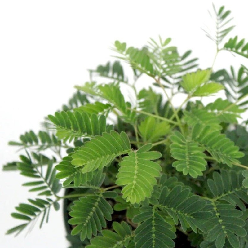 Mimosa pudica – Sensitive Plant – 3.5 Inch