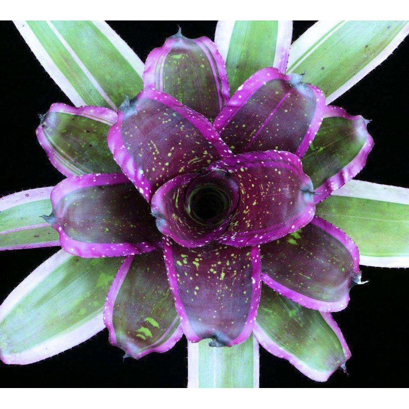 Neoregelia ‘Apollo’|6-inch Pot