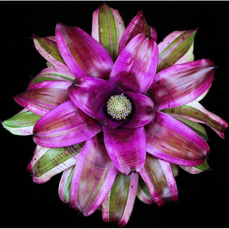 Neoregelia ‘Brain Freeze’|Offset|6-inch Pot