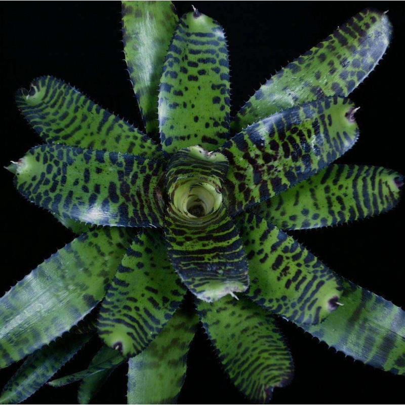 Neoregelia ‘Freddie Krueger’|Offset