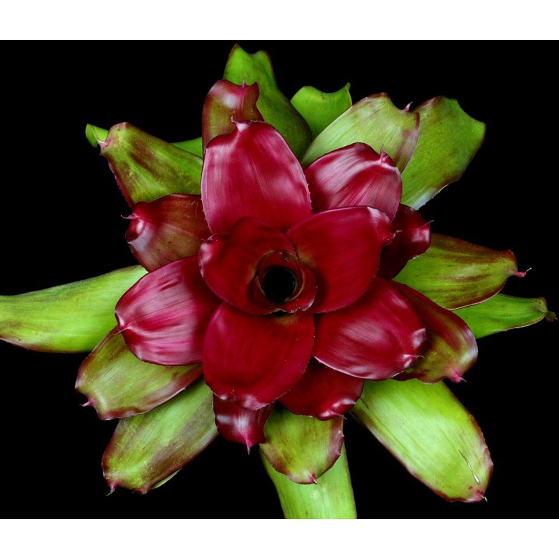 Neoregelia ‘John Boardman’|Offset|6-inch Pot