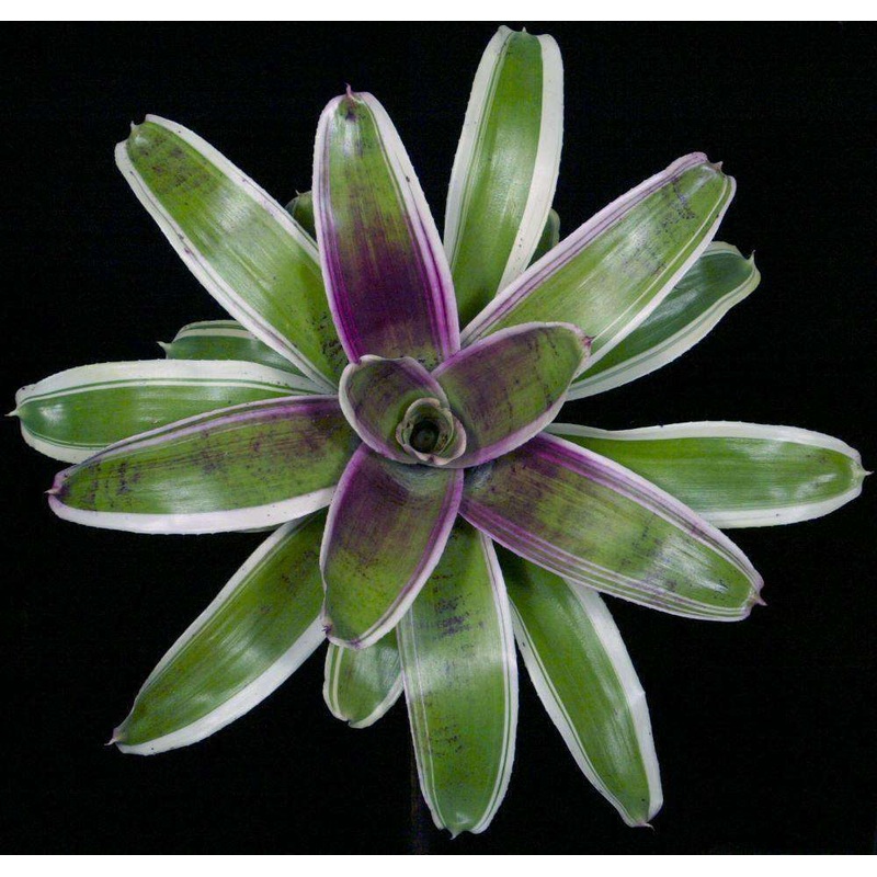 Neoregelia ‘Karma’|Offset