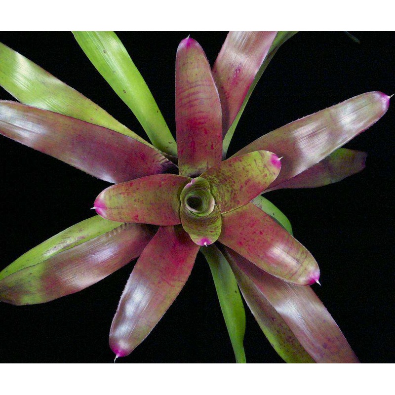 Neoregelia ‘Measels’|Offset|6-inch Pot