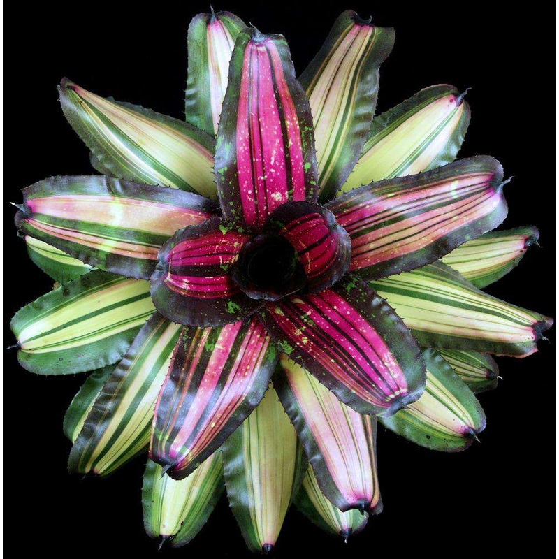 Neoregelia ‘Megawatt’|Offset|6-inch Pot