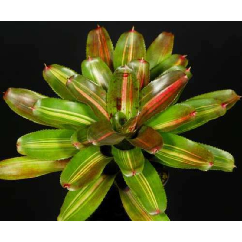 Neoregelia ‘Natalee Marie’|Offset