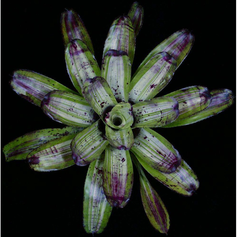 Neoregelia ‘Nit Picker’|Offset|6-inch Pot