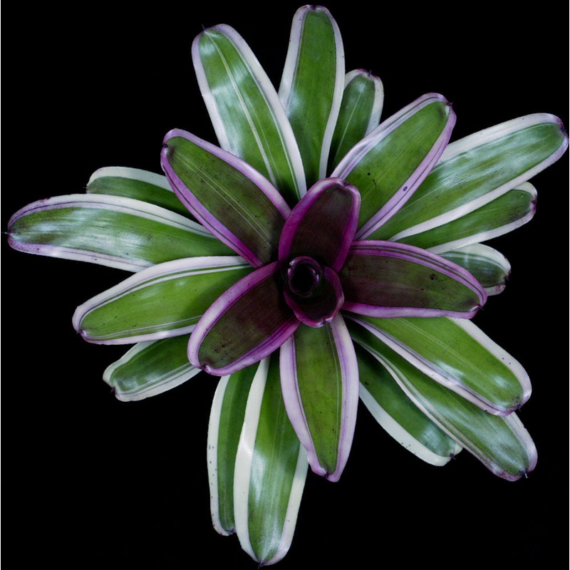 Neoregelia ‘Outgunned’|Offset|6-inch Pot