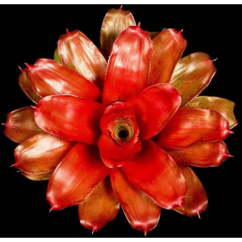 Neoregelia ‘Puerto Rico’|Offset