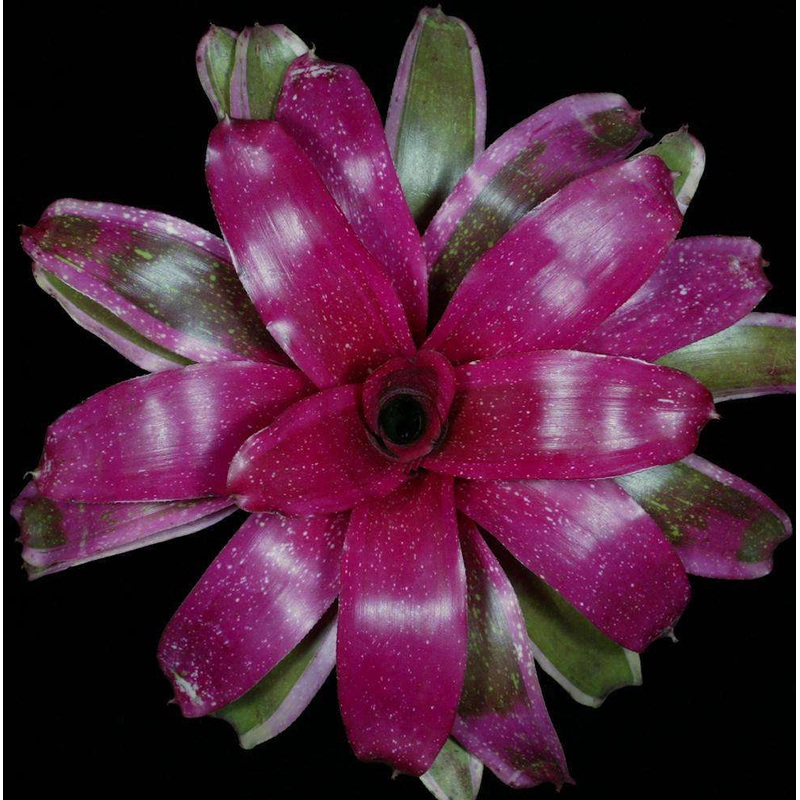 Neoregelia ‘Shocking Pink’|Offset|6-inch Pot