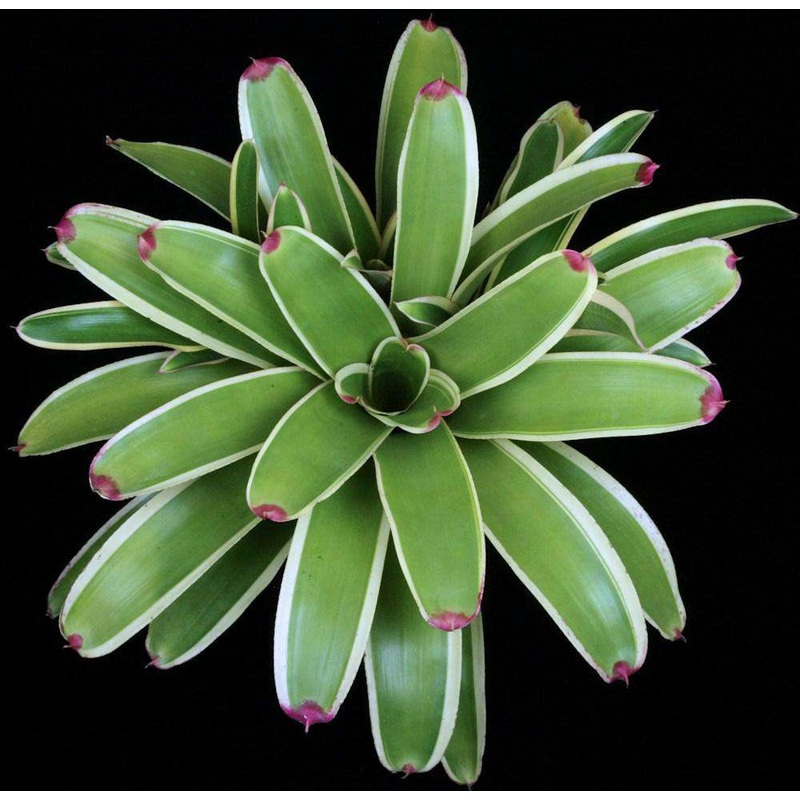 Neoregelia ‘Terminal Red’|Offset