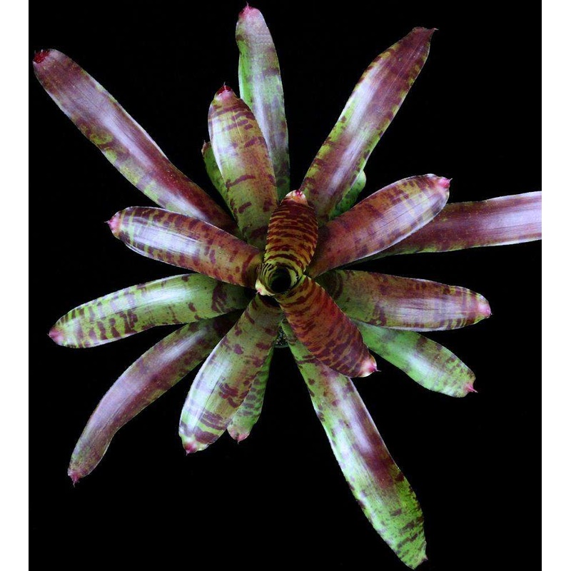 Neoregelia ‘Tortoise Shell’|Offset