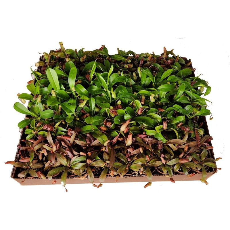 Nepenthes Carnivorous Plant Assortment,  2 Pots
