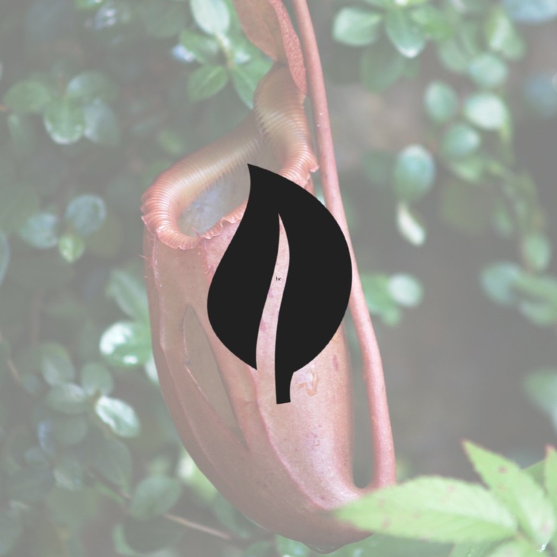 Nepenthes x St. Gaya  – Gaya Pitcher Plant – 4 Inch Hanging Basket