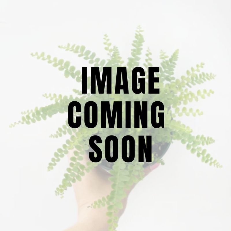 Nephrolepsis cordifolia ‘Lemon Button’ – Lemon Button Fern