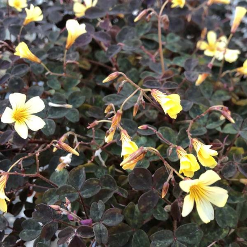 Oxalis spiralisssp.vulcanicola Zinfandel