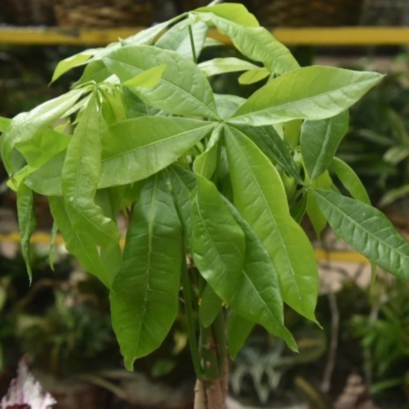 Pachira Aquatica ‘Money Tree’ Floor Plant – NYC Local Only