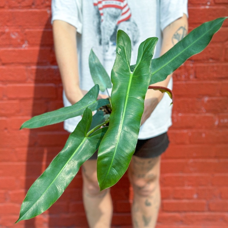 Philodendron atabapoense – Rare Strapleaf Philodendron – 4 Inch