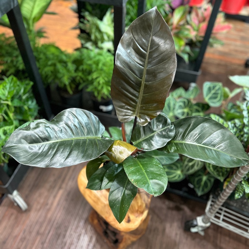Philodendron ‘Black Cardinal’ – 4.5 Inch