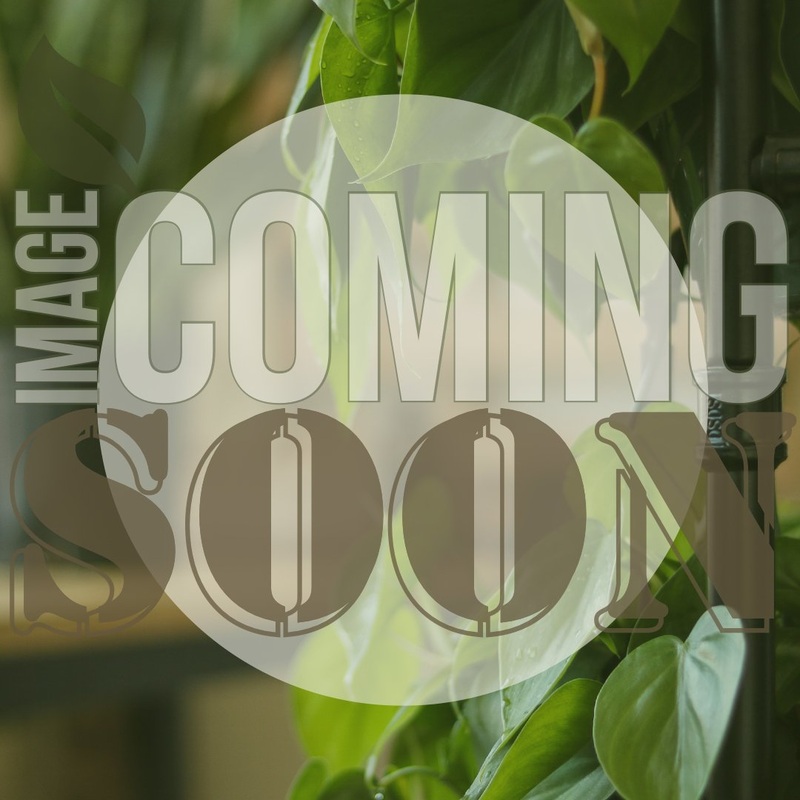 Philodendron erubescens ‘Dark Lord’ – Dark Lord Philodendron